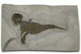 Eurypterus (Sea Scorpion) Fossil - New York #369296-1